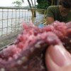 kemplan Kemplan, sweet snack made of black sticky rice and coconut