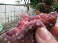 kemplan Kemplan, sweet snack made of black sticky rice and coconut
