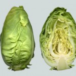 Spitskool or Green Cabbage